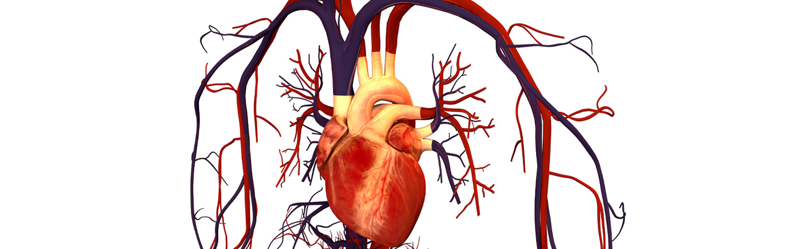 cardio-vascular cardio vascular